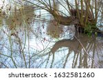 Tree Stump Immersed In Flood...