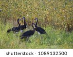 Spurwing Geese In A Field