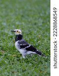Black Collared Starling In The...