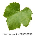Grape Leave Isolated On The...