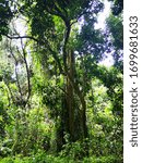 Small photo of Rainforest tree tunk photographed in Singapore jungle