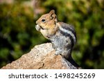 Chipmunk Sits And Nibbles On A...