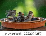 A group of sparrows bathing and ...