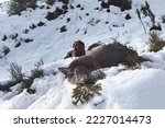 the successful hunt of a red deer female in the fresh snow on the mountains at a sunny morning, the lying hunting dog, a pudelpointer, in the background 