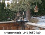 A group of sparrows bathing and ...