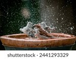 house sparrow in a birdbath at a spring day