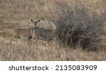 Pair Of Whitetail Deer On A...