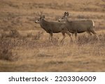 Mule Deer Couple During Mating...