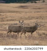 Montana Mule Deer Doe And Buck...