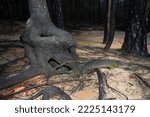 Small photo of Mangled tree trunk and roots in North Carolina