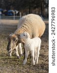 Small photo of Young white lamb whispering sweet nothings in the ear of its mother, which has brown color, only hours after its birth.