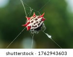 Spinybacked Orb Weaver Spider ...