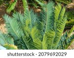 Small photo of Endangered waxen cycad (Encephalartos cerinus), native to South Africa - Florida, USA