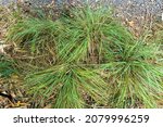 Small photo of Elliott's lovegrass (Eragrostis elliottii) - Florida, USA