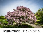 Lovely Lilac Tree