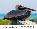 A Wild Brown Pelican In Dry...