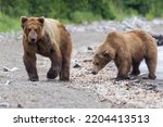 Wild coastal brown bears courting each other by the coast of Katmai National Park in Alaska. 