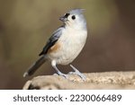 A Wild Tufted Titmouse At A...