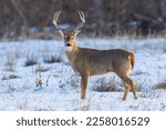 Small photo of Wild mule deer buck in Cherry Creek State Park near Denver, Colorado.