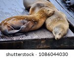 Seals on fisherman’s wharf San Francisco , sleeping in the sun