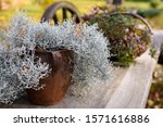 Small photo of Old metal pot with rust on it, with white twigs plant in it. Wicker basket with green plant. Autumn arrangement on wooden carriage with big wheels.