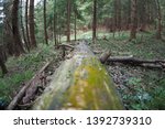 Small photo of Old log left to rott in the woods after the tree fell down. The log have green moss and algae on it and is infected with Hylastes ater, which is a genus of crenulate bark beetles.