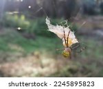 Yellow Garden Spider And The...