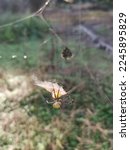 Yellow Garden Spider And The...