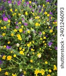 Small photo of Yellow and purple wild flowers on the green field. Wayside flowers in Andalusia, Spain.