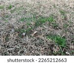 Small photo of Common chickweed growing as weed in warm season grass on a dormant winter lawn
