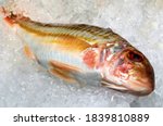 Red Mullet On Ice Close Up