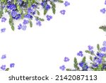 Small photo of Bouquet of blue flowers speedwell ( Veronica chamaedrys, the germander speedwell, or cat's eyes ) on white background with space for text. Top view, flat lay