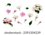 Flowers apple tree, pink and white blossom on a white background. Top view, flat lay