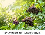 Clusters Fruit Black Elderberry ...
