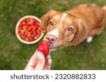 Human's hand giving a dog a strawberry. Heathy dog nutrition with fruits.