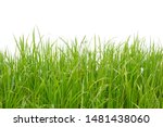 Green grass borders.  green fresh grass isolated on white background