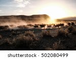 Cattle Drive in Oregon Desert