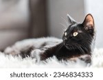 Portrait of a cute black cat on ...