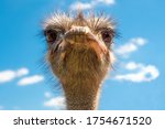 Head Of Ostrich On Clear Sky...