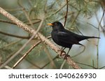 Common Blackbird   Male  Turdus ...