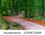 Small photo of Sidled pathway through a forest