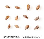 Small photo of Set of netted dog whelk empty shells isolated on a white background. Small sea snail Tritia reticulata spiral shells cutout. Detail of marine gastropod mollusc nassa mud snails. Design element closeup