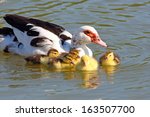 Muscovy Duck With Small Yellow...