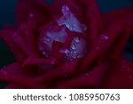 Small photo of Macros of a rose.