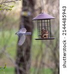 Tufted Titmouse Flees The Feeder