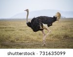 Running Ostrich   Serengeti...