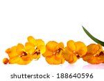 Orange Streaked Orchid Flower...