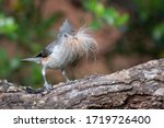 A Tufted Titmouse Collects Fur...