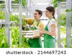 Agricultural technology. Greenhouse plant. Two woman farmer collects an order from green lettuce plants growing in hydroponic greenhouse. vertical farming.