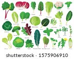 Vegetable Lettuce Cartoon...